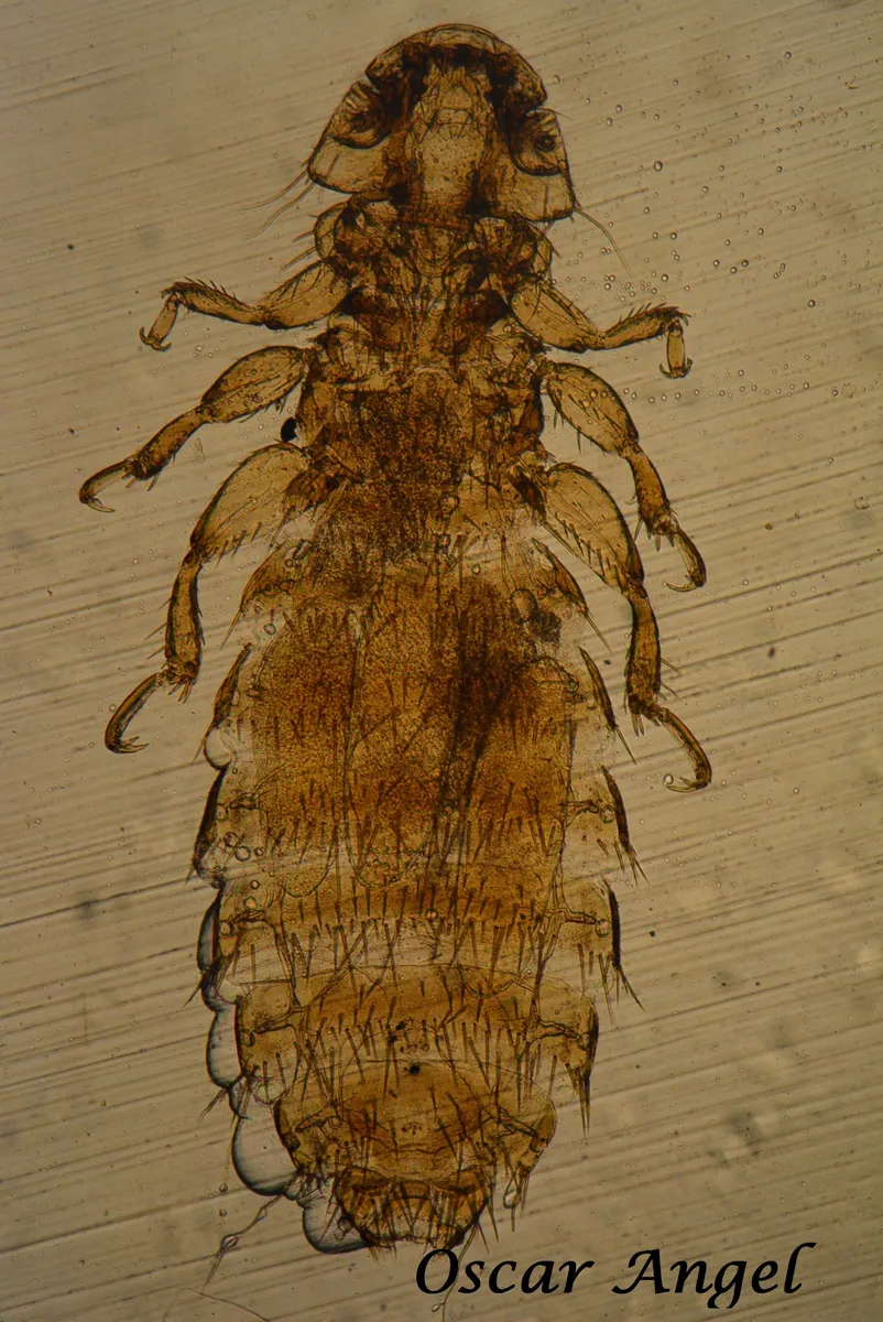 Boopiidae - photo 3