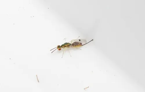 Bootanomyia balikesirensis