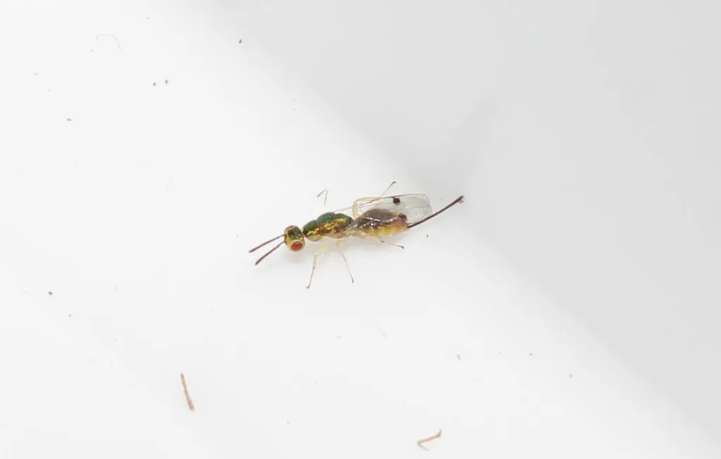 Bootanomyia balikesirensis - photo 2