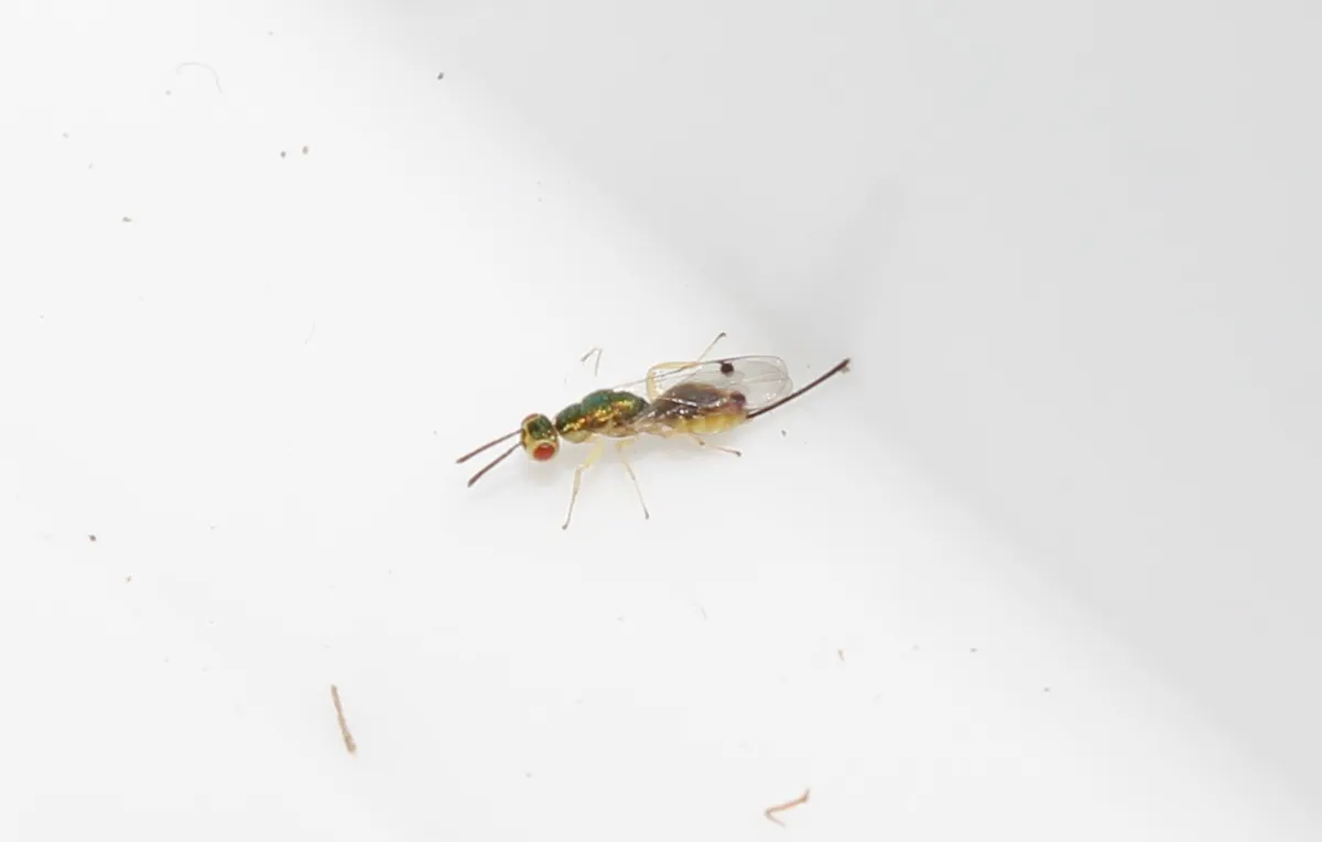 Bootanomyia balikesirensis - photo 3