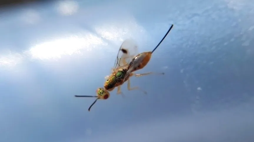 Bootanomyia dorsalis - photo 2