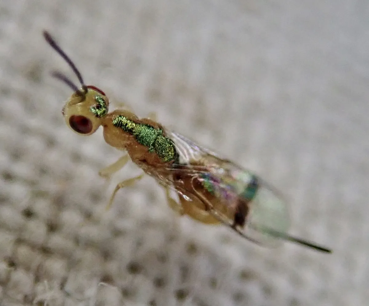 Bootanomyia dumicola - photo 3