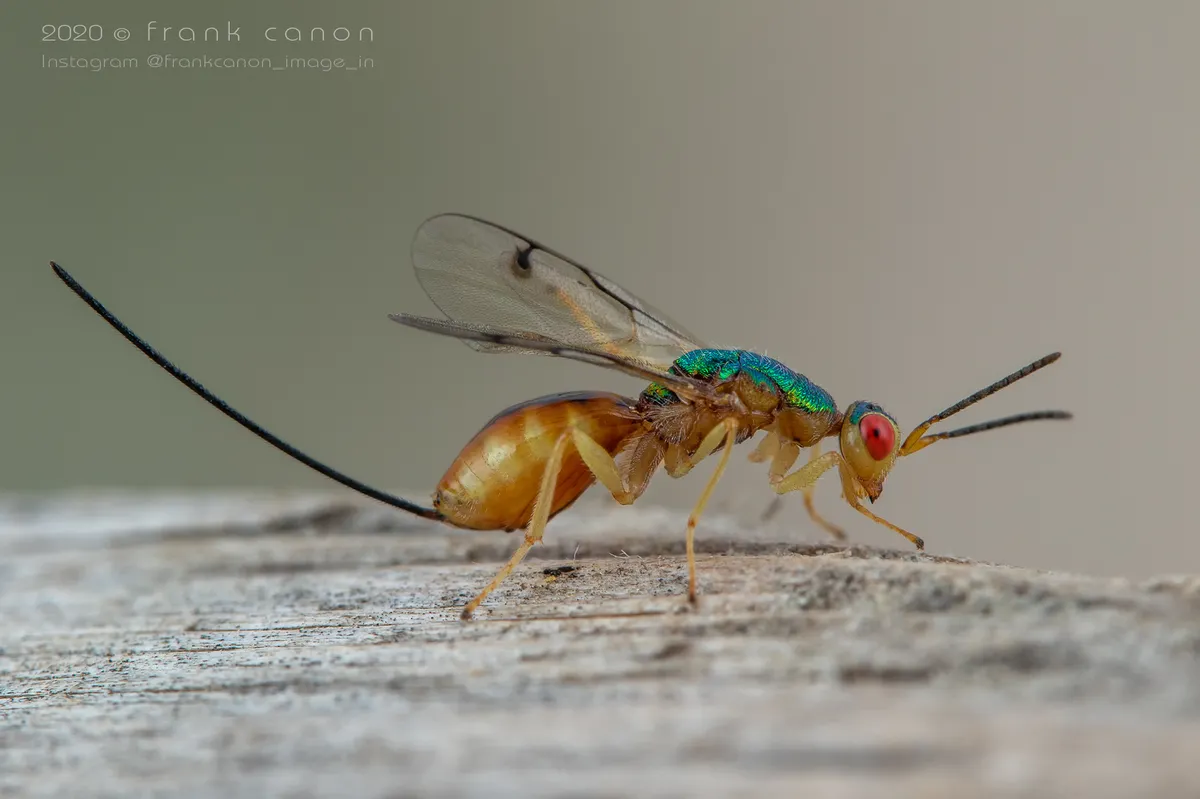 Bootanomyia stigmatizans - photo 3