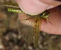 Creosote Bush Grasshopper - photo 2