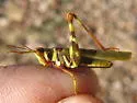 Creosote Bush Grasshopper - photo 3