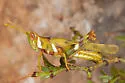 Creosote Bush Grasshopper - photo 4