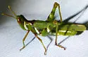 Creosote Bush Grasshopper - photo 5