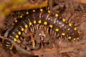 Boraria stricta