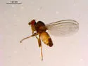 Borboropsis puberula - Borboropsis puberula