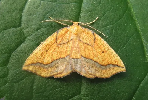 Bordered Beauty - photo 2