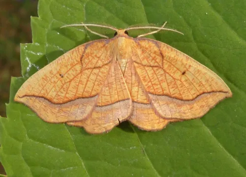 Bordered Beauty - photo 3