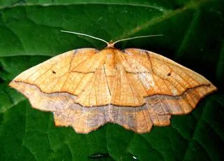 Bordered Beauty - photo 4