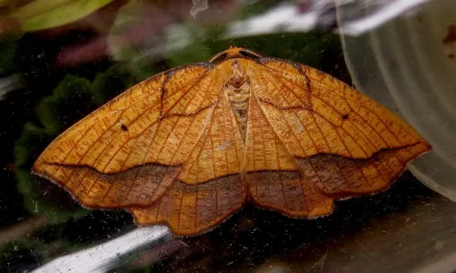 Bordered Beauty - photo 5