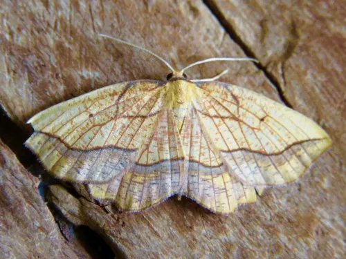 Bordered Beauty - photo 6