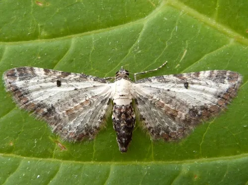 Bordered Pug - Eupithecia succenturiata
