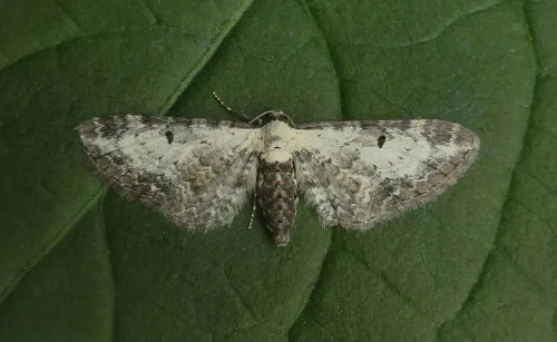 Bordered Pug - photo 2