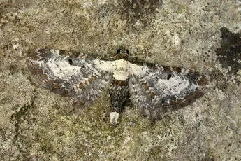 Bordered Pug - photo 3