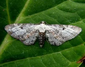 Bordered Pug - photo 4