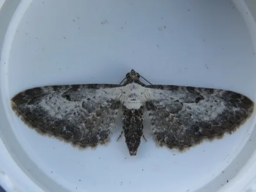 Bordered Pug - photo 5