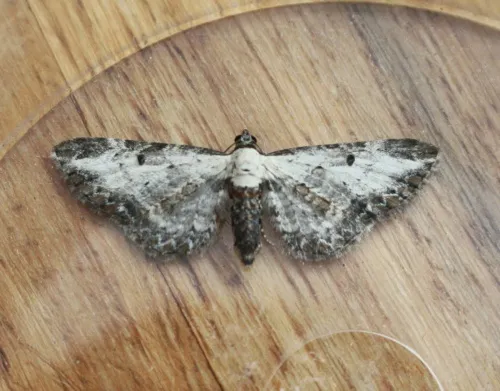 Bordered Pug - photo 6