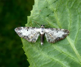 Bordered Pug - photo 7