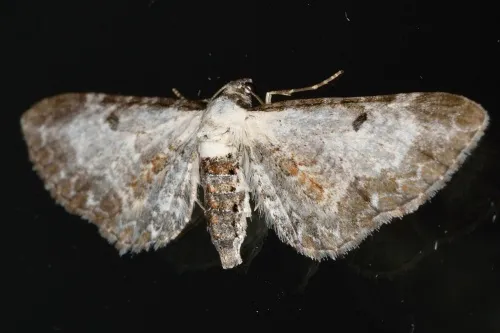 Bordered Pug - photo 8