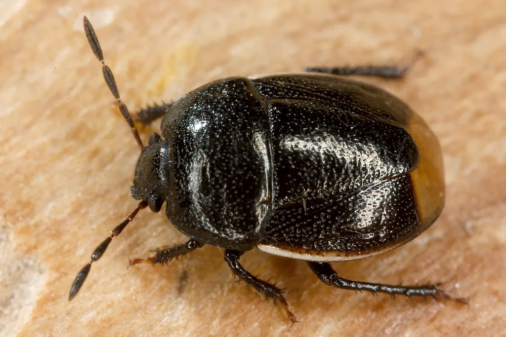 Bordered Shieldbug - photo 2