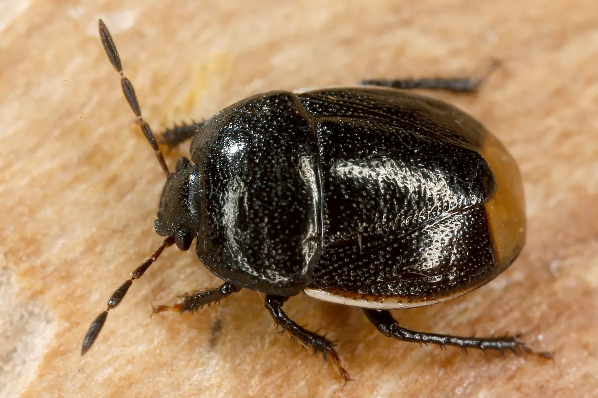 Bordered Shieldbug - photo 3
