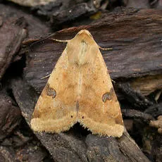 Bordered Straw - Heliothis peltigera