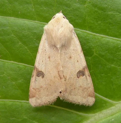 Bordered Straw - photo 2
