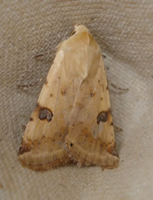 Bordered Straw - photo 3