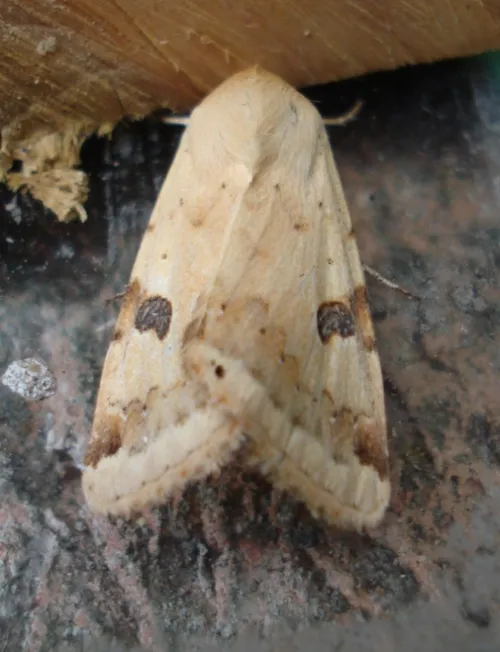 Bordered Straw - photo 4