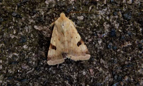 Bordered Straw - photo 5
