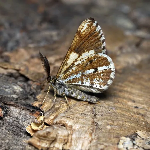 Bordered White