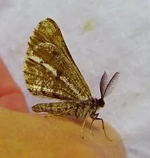 Bordered White - photo 2