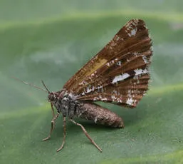 Bordered White - photo 3