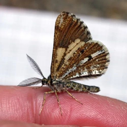 Bordered White - photo 4