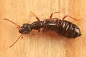 Boreaphilus hennigianus - photo 3