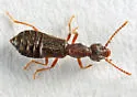 Boreaphilus hennigianus - photo 4