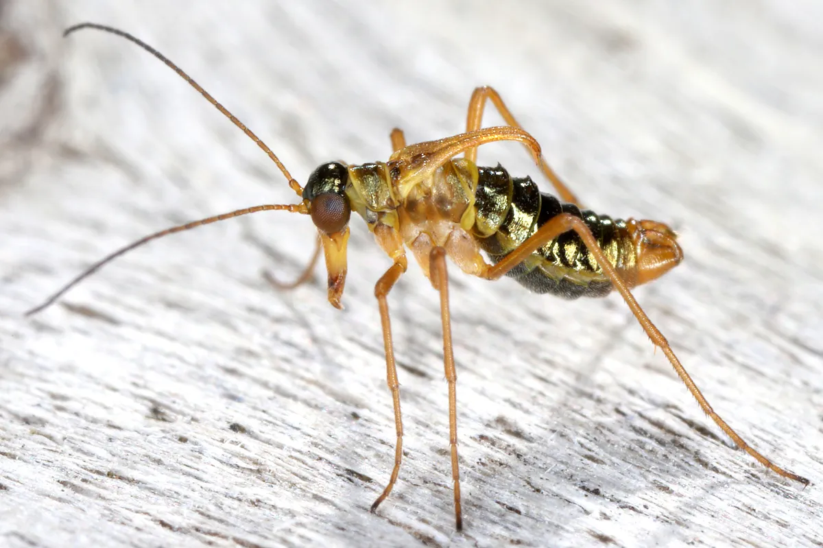 Snow Scorpionflies - photo 2