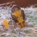 Boreioglycaspis melaleucae - photo 2