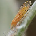Boreioglycaspis melaleucae - photo 4