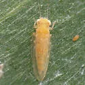 Boreioglycaspis melaleucae - photo 5