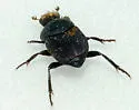 Boreocanthon depressipennis