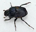 Boreocanthon depressipennis - photo 2