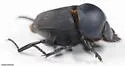 Boreocanthon depressipennis - photo 3