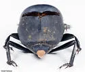 Boreocanthon depressipennis - photo 4