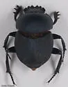 Boreocanthon depressipennis - photo 5