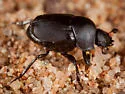Boreocanthon melanus