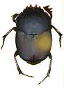 Boreocanthon puncticollis